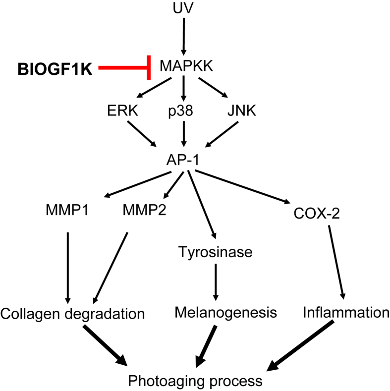 Fig. 6