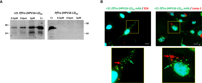 Figure 5