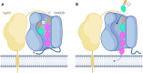 Fig. 8.