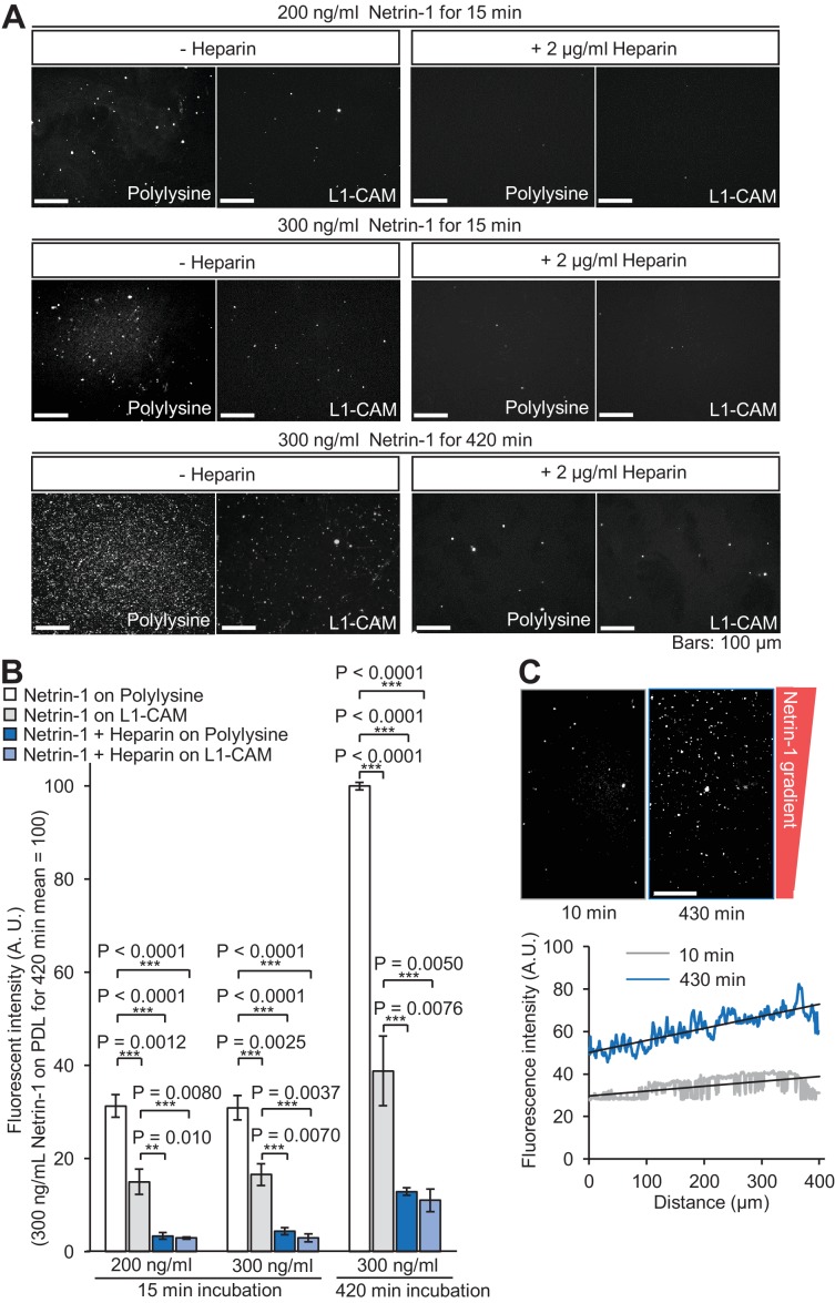 Figure 2—figure supplement 1.