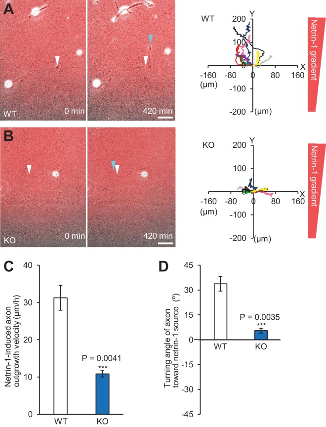 Figure 7—figure supplement 2.