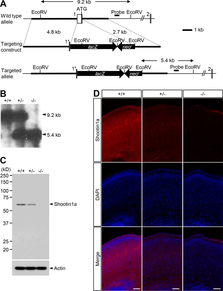 Figure 1—figure supplement 3.