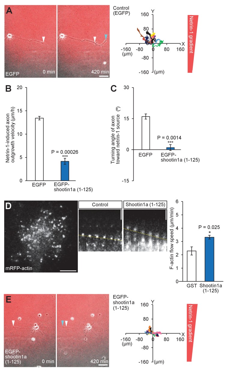 Figure 7—figure supplement 4.