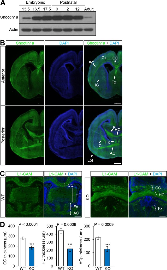 Figure 1—figure supplement 1.