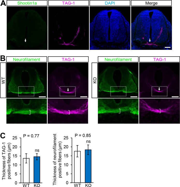 Figure 1—figure supplement 2.