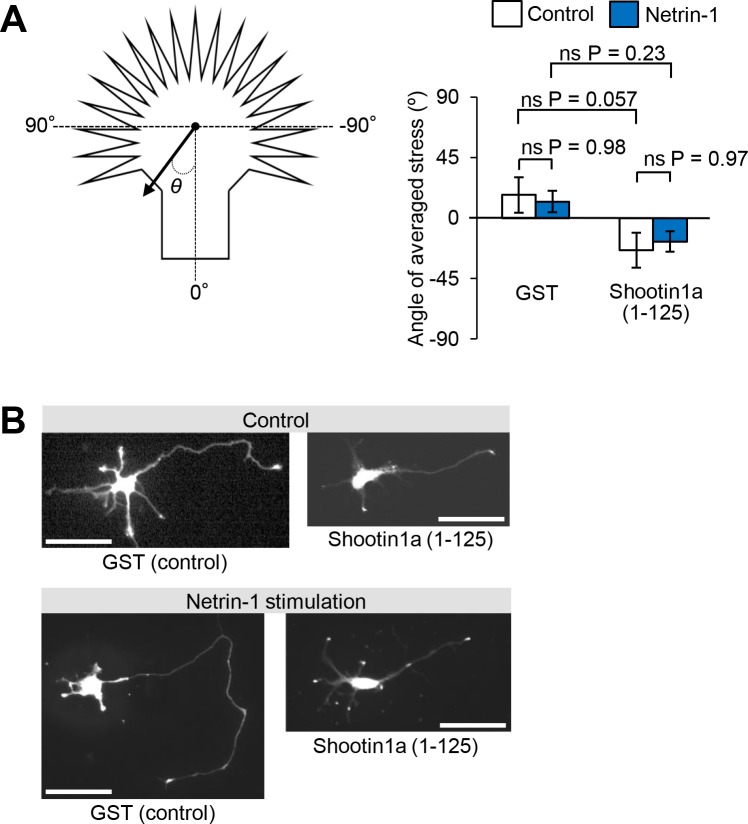 Figure 6—figure supplement 1.