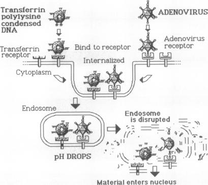 graphic file with name pnas01087-0405-a.jpg