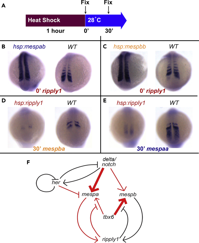 Figure 4