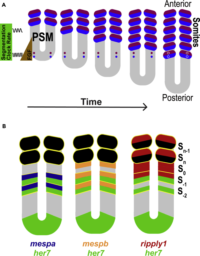 Figure 1