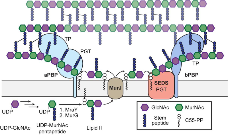 Figure 1: