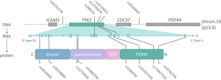 FIGURE 3