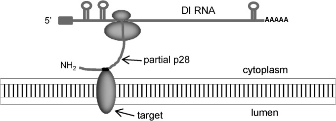 FIG 8