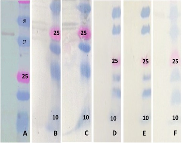 FIG 3