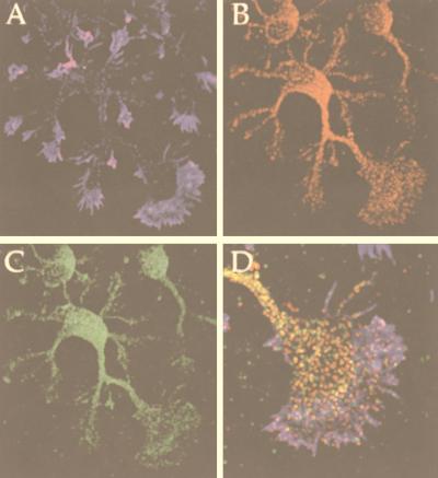 FIG. 7