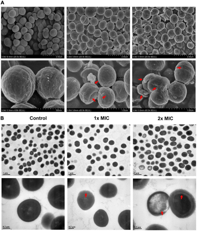 FIGURE 2