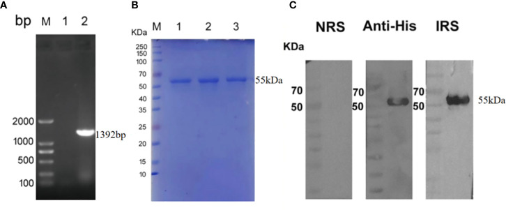 Figure 1