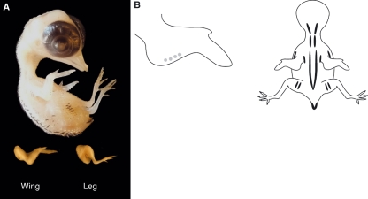 Fig. 5