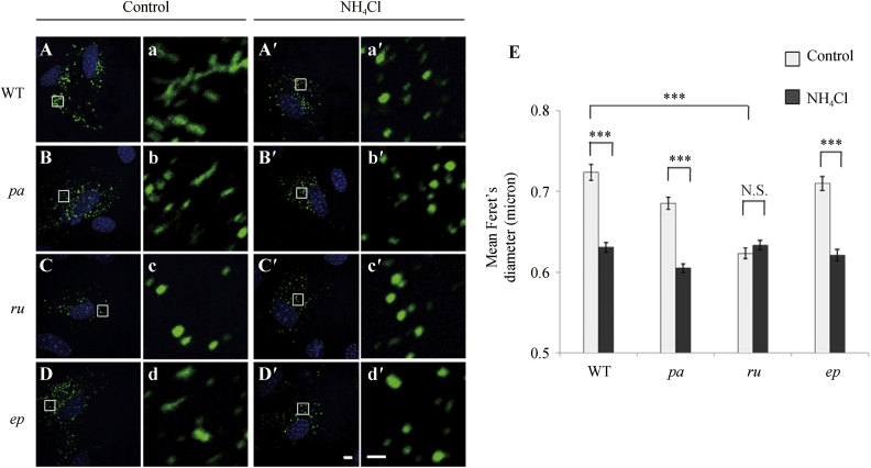 Fig. 4