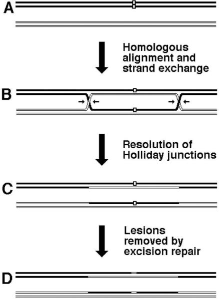 Fig. 14