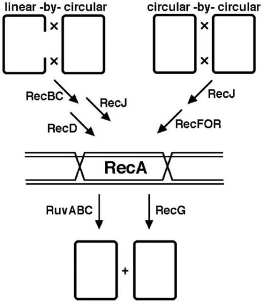 Fig. 13