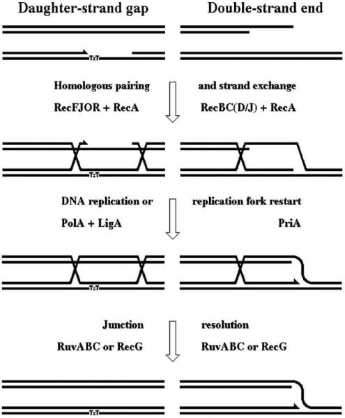 Fig. 18