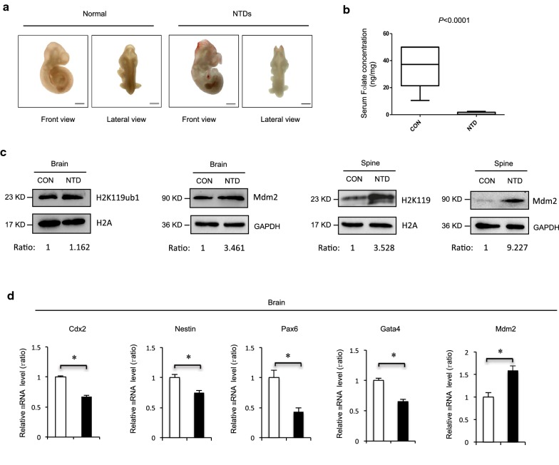 Fig. 6