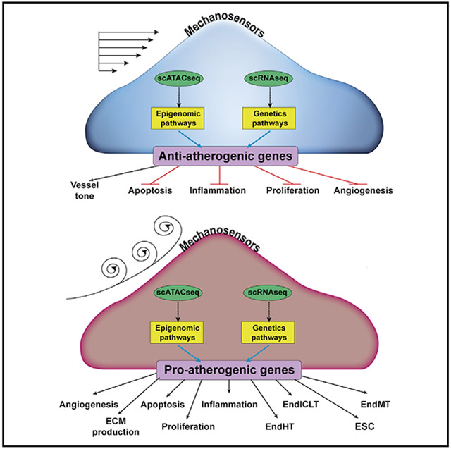 graphic file with name nihms-1657048-f0001.jpg