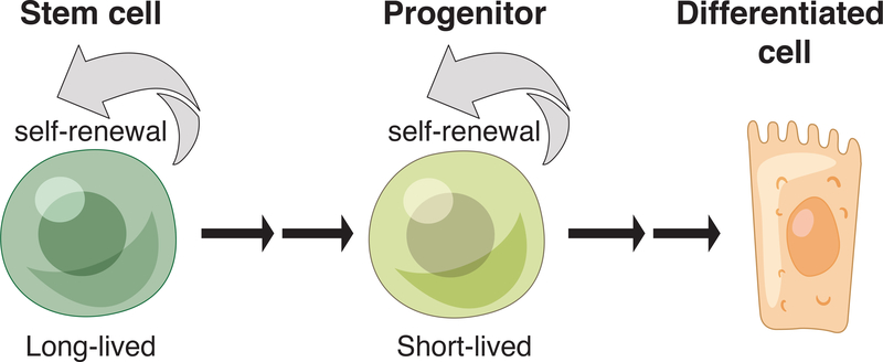 Figure 1: