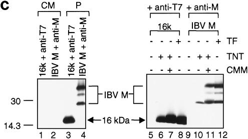 FIG. 3.