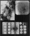 484-1