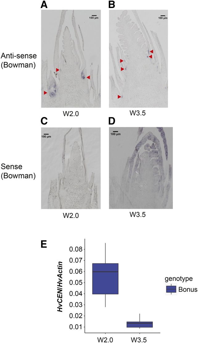 Figure 5.