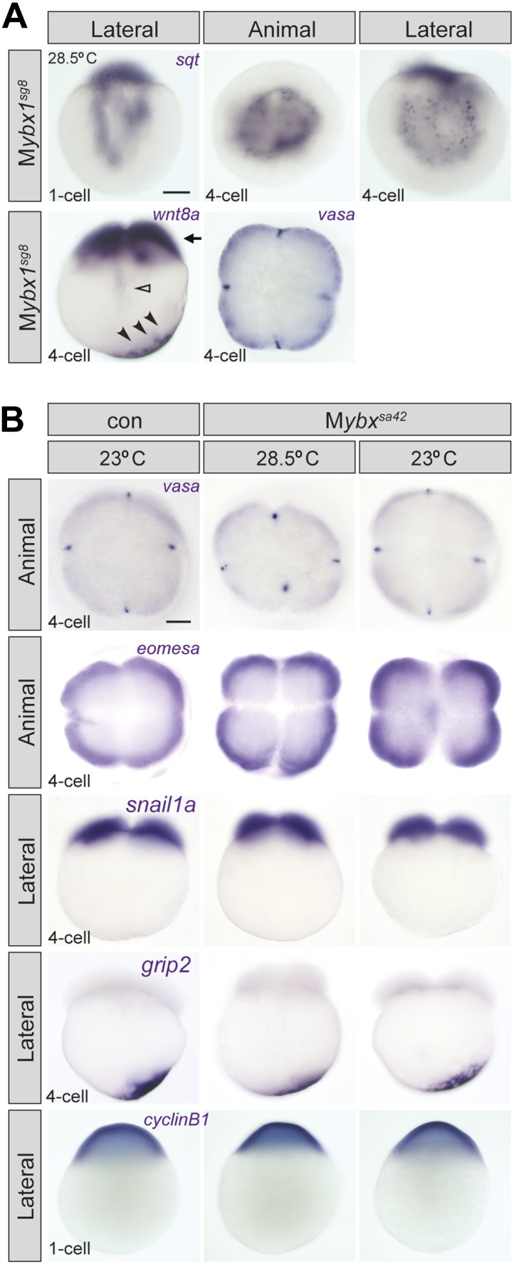 Figure 4—figure supplement 1.