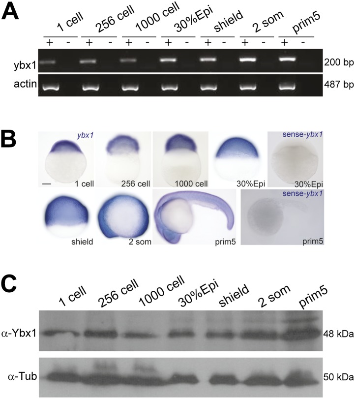 Figure 3—figure supplement 1.