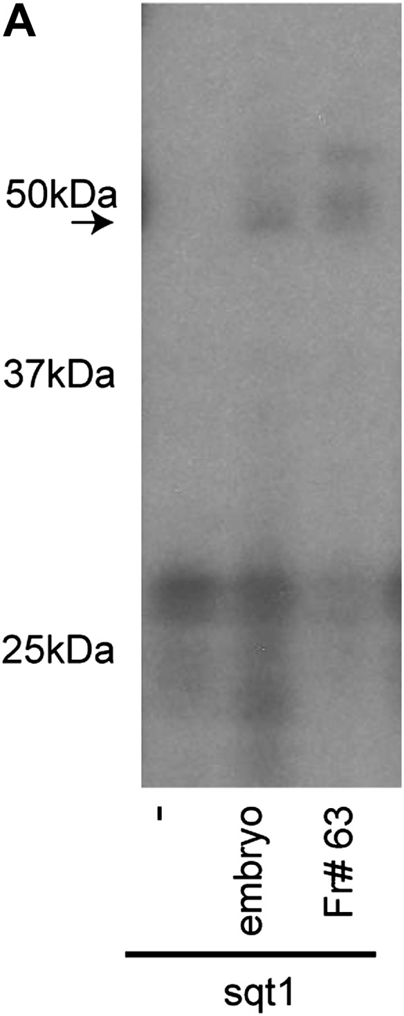 Figure 1—figure supplement 1.