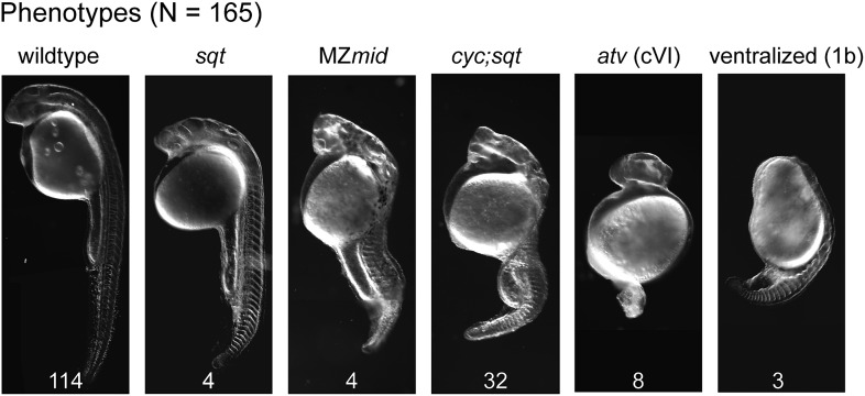 Figure 8—figure supplement 1.