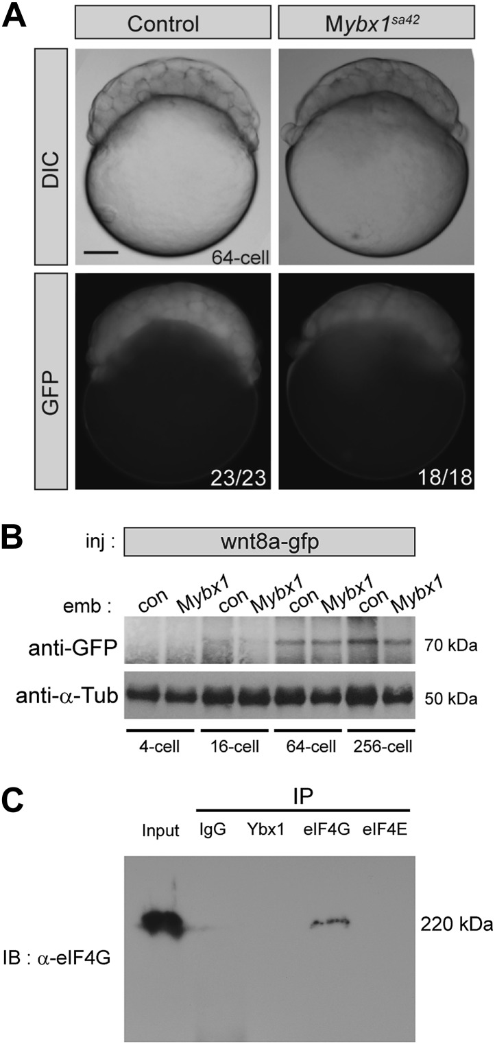 Figure 5—figure supplement 1.