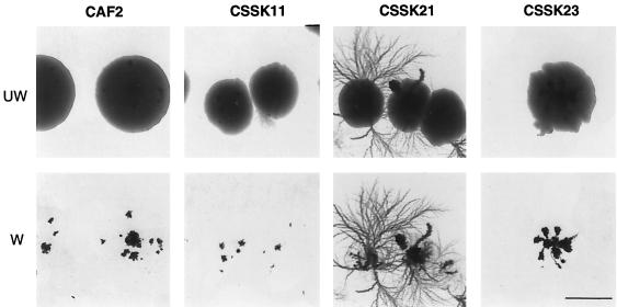 FIG. 3