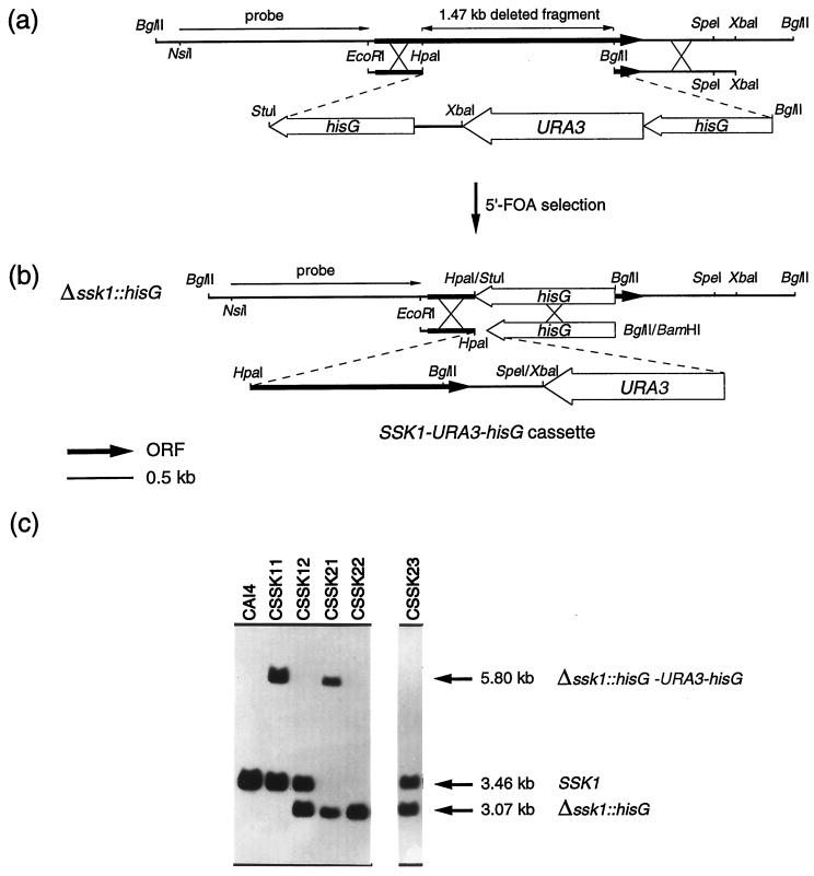 FIG. 1