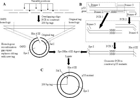 Fig. 1