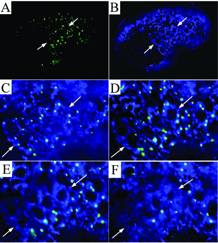 Figure 6.