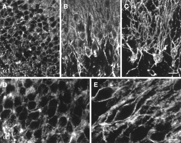 Fig. 13.