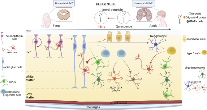 Figure 2