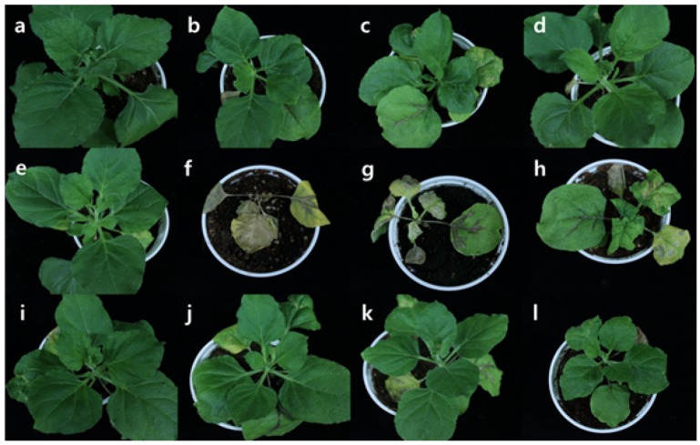 Fig 2