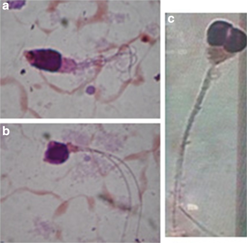 Fig. 1