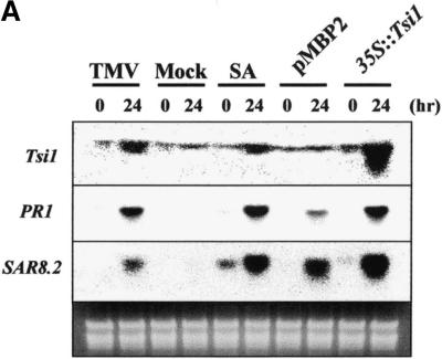 Figure 7.