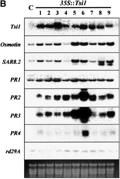 Figure 7.