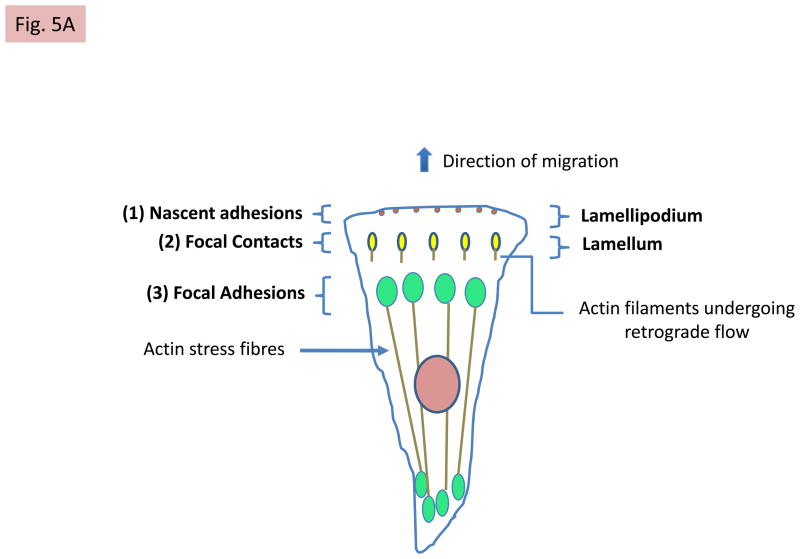 FIG 5