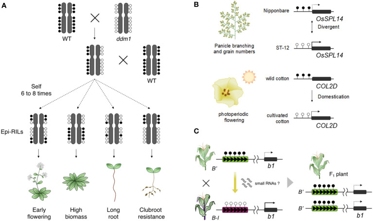 Figure 2