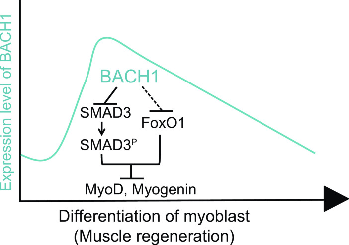 Fig 13