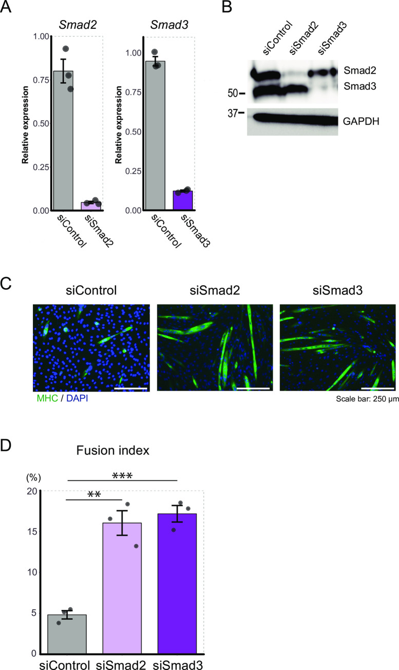 Fig 12